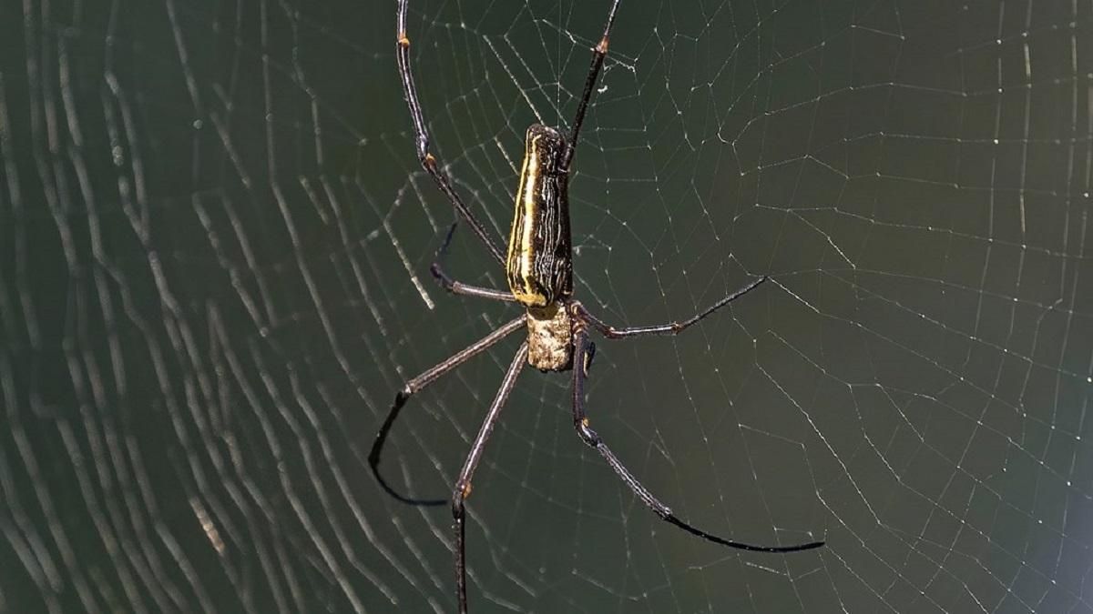 Nephila Pilipes