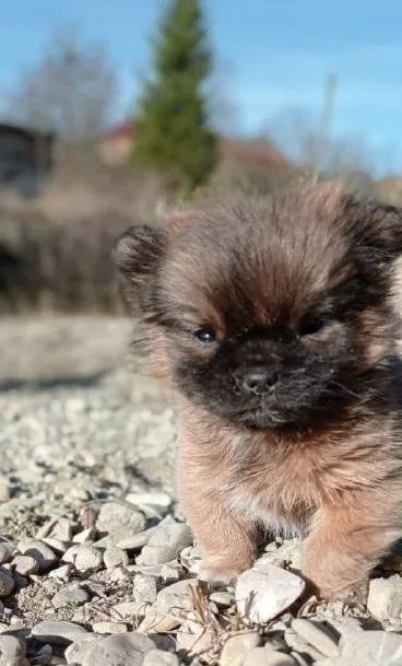 песик песик