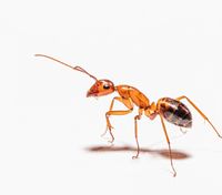 Никаких муравьев в доме: как избавиться от насекомых дома народными методами
