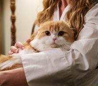 Всемирный день кошек 2022: история праздника и интересные факты о домашних любимцах