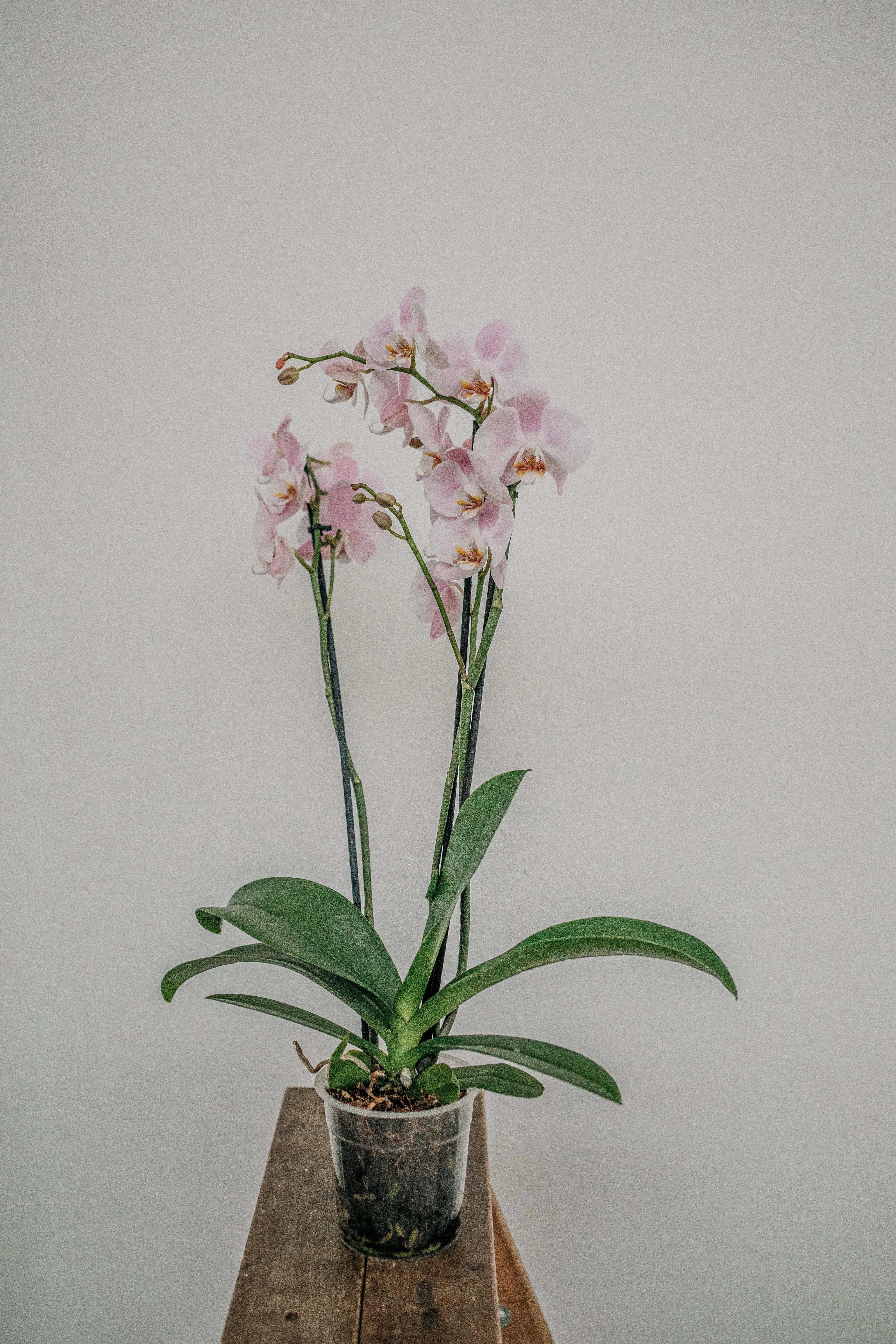Орхидеи нельзя держать дома. Орхидеи дома. Орхидея на стволе. Орхидея в доме приметы и суеверия. Орхидея дома приметы.
