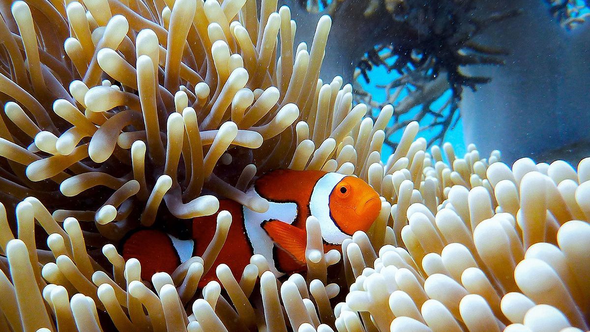 Великий Бар'єрний риф частково відновився після масового вимирання коралів - Техно
