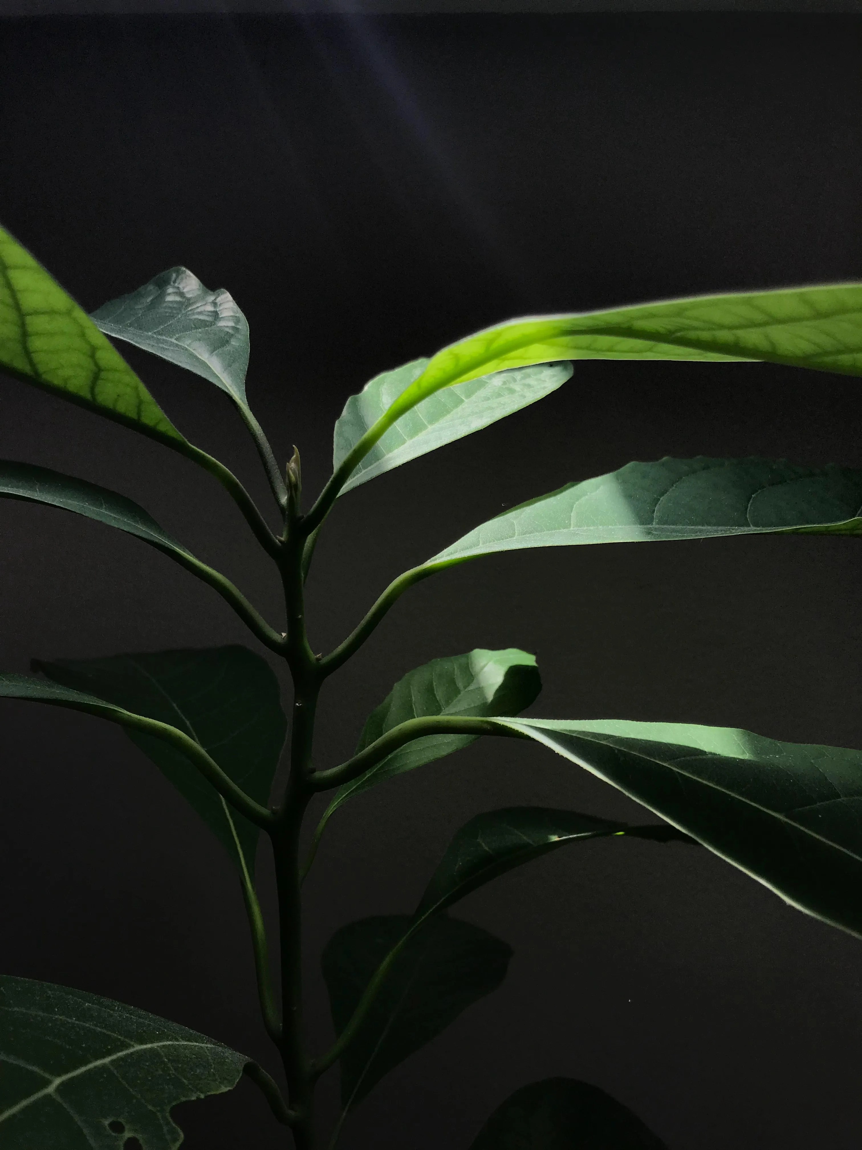 Авокадо Авокадо