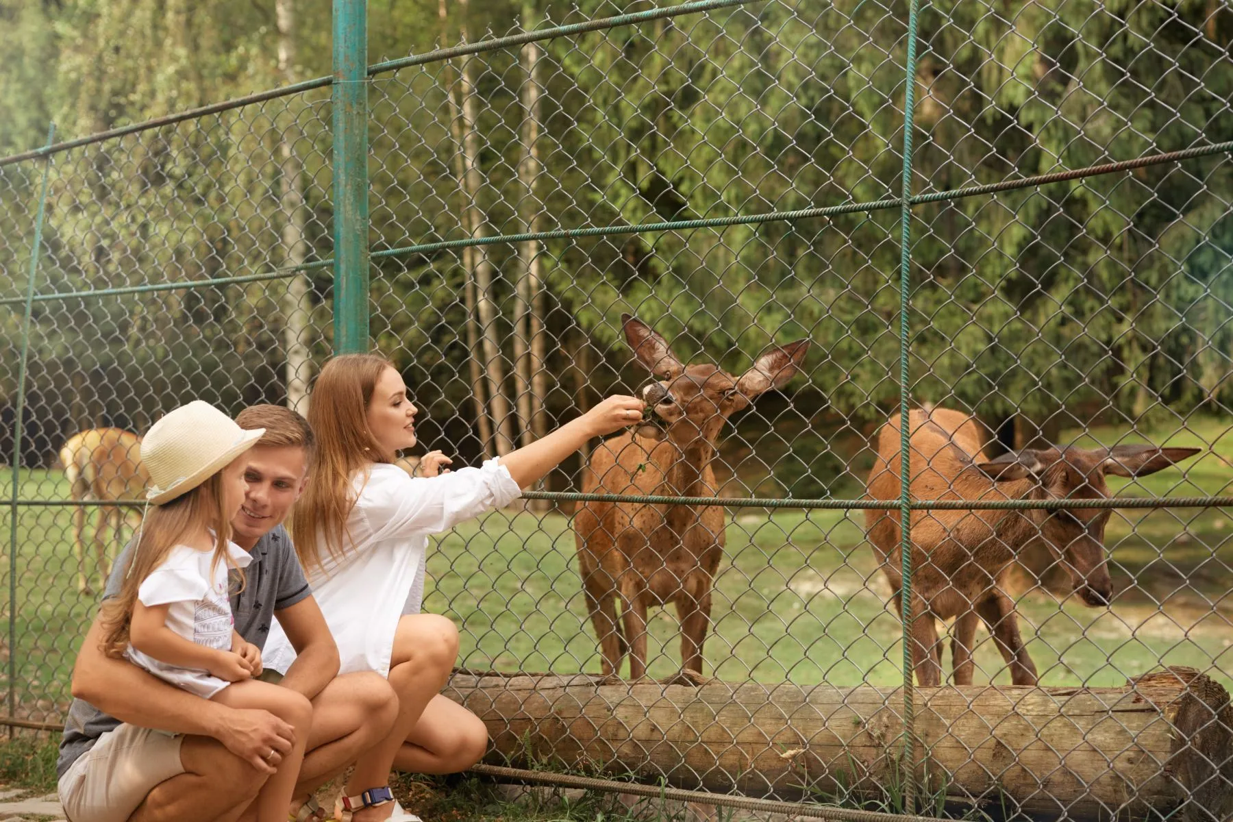 Вольєрне господарство Вольєрне господарство