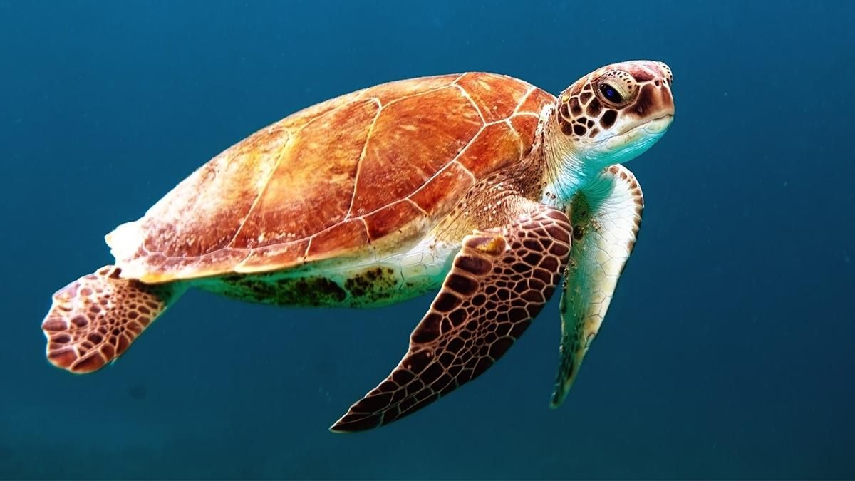 Морські черепахи можуть зникнути, бо майже кожна народжується самицею - Техно