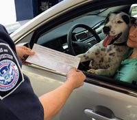 4 безопасных способа перевозки собаки в авто: как водителям не нарваться на штраф в Чехии