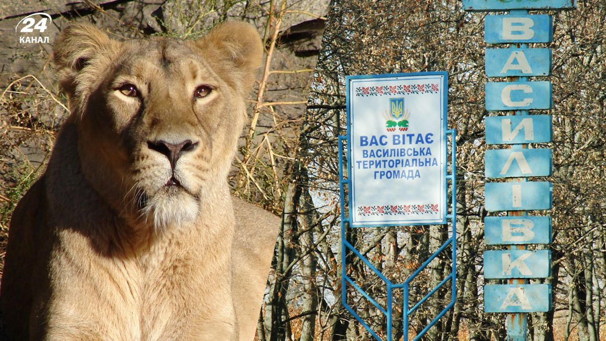 У селі Харківщині розгулювала дачами левиця У селі Харківщині розгулювала дачами левиця