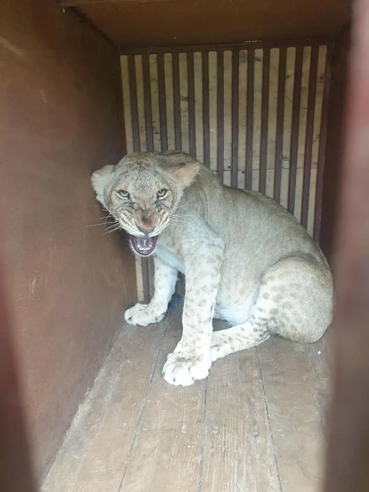 З села на Харківщині евакуювали левицю, яка розгулювала дачами З села на Харківщині евакуювали левицю, яка розгулювала дачами