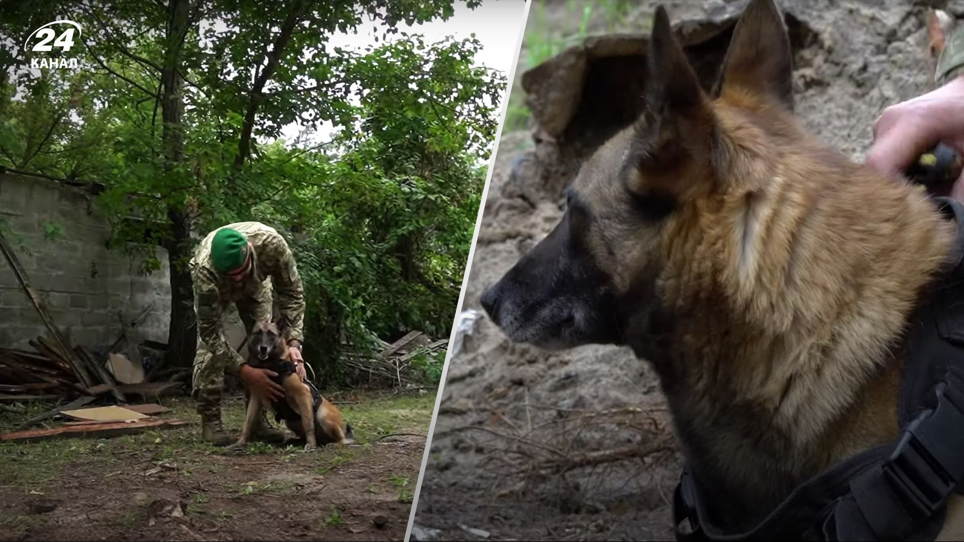 Собака пограничника потерялась, но смогла вернуться к хозяину Собака пограничника потерялась, но смогла вернуться к хозяину