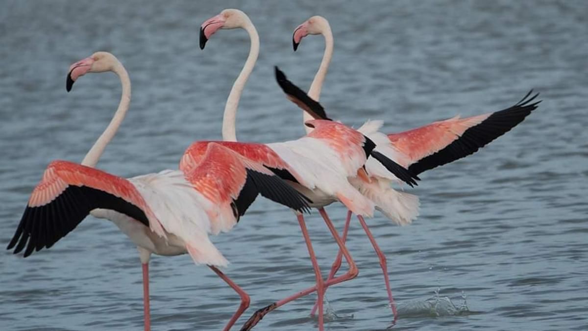 У Тузлівські лимани зі Сходу повернулись фламінго – фото У Тузлівські лимани зі Сходу повернулись фламінго – фото