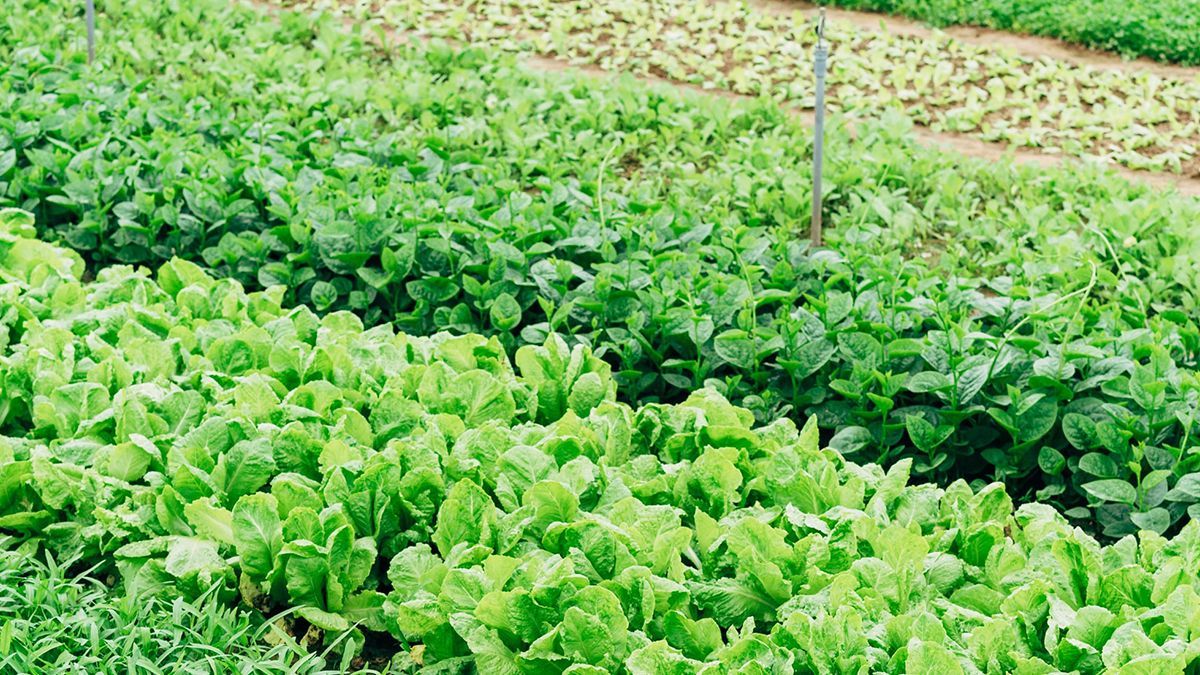 Частная компания построит полноценную теплицу на Международной космической станции - Техно Частная компания построит полноценную теплицу на Международной космической станции - Техно