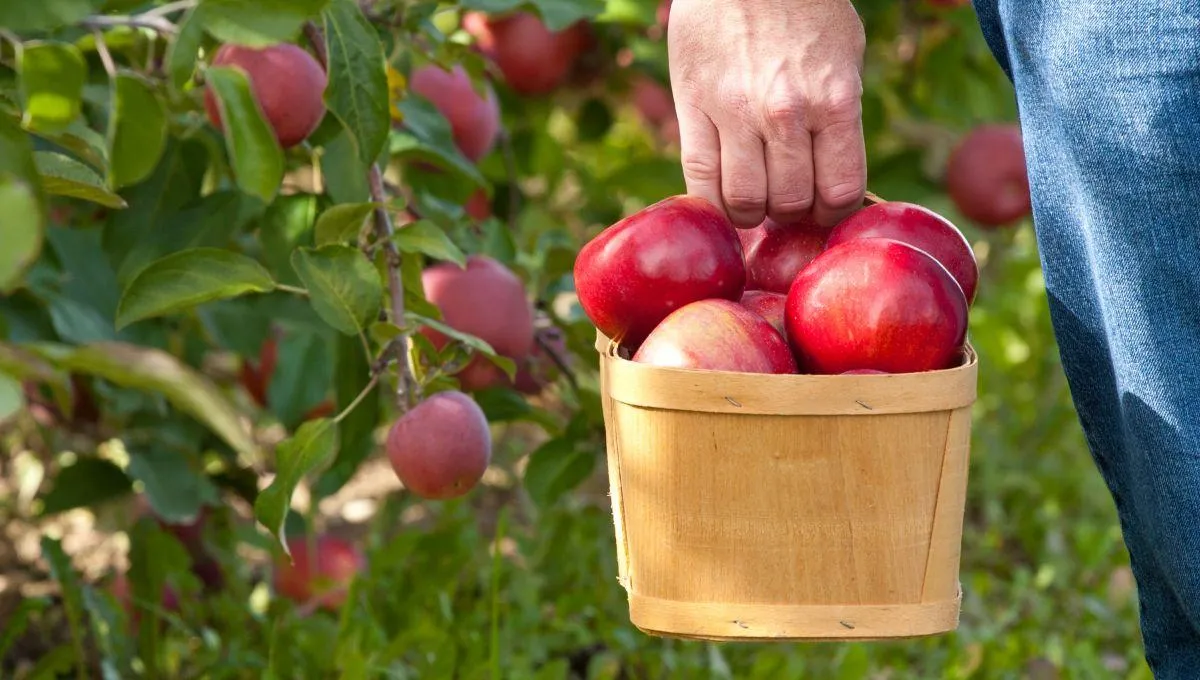 Яблучний Спас 2022 Яблучний Спас 2022