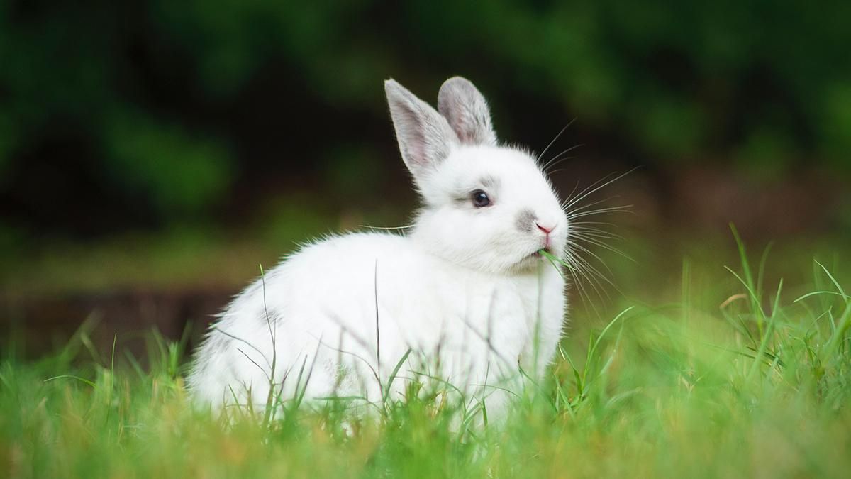 Домашні кролики, риючись у саду, знайшли людські рештки, датовані дев'ятнадцятим сторіччям - Техно