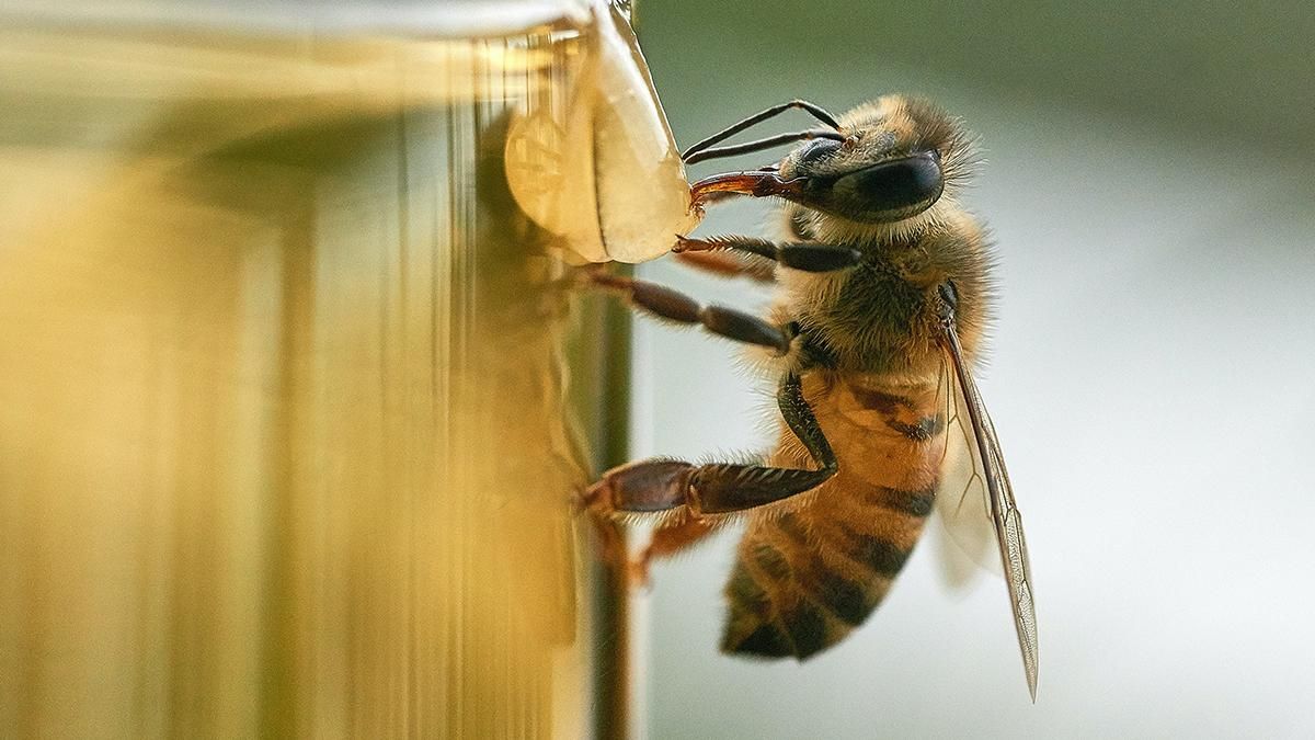 Последние исследования показали, что изменения климата деформировали пчел - Техно