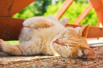 Пекельна спека та сильний вітер: прогноз погоди в Україні на 26 серпня