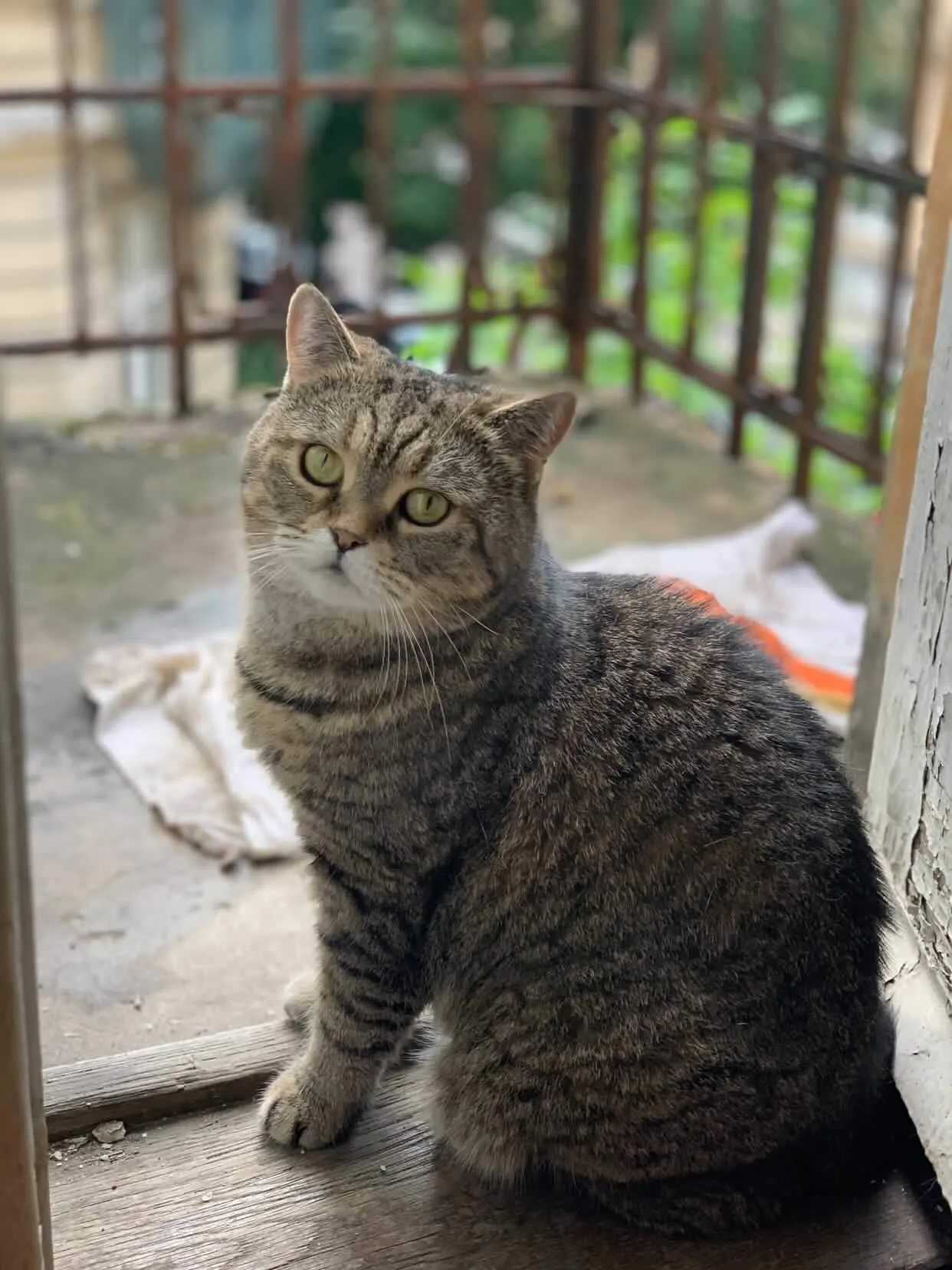 Котик Наталії вже у Львові Котик Наталії вже у Львові