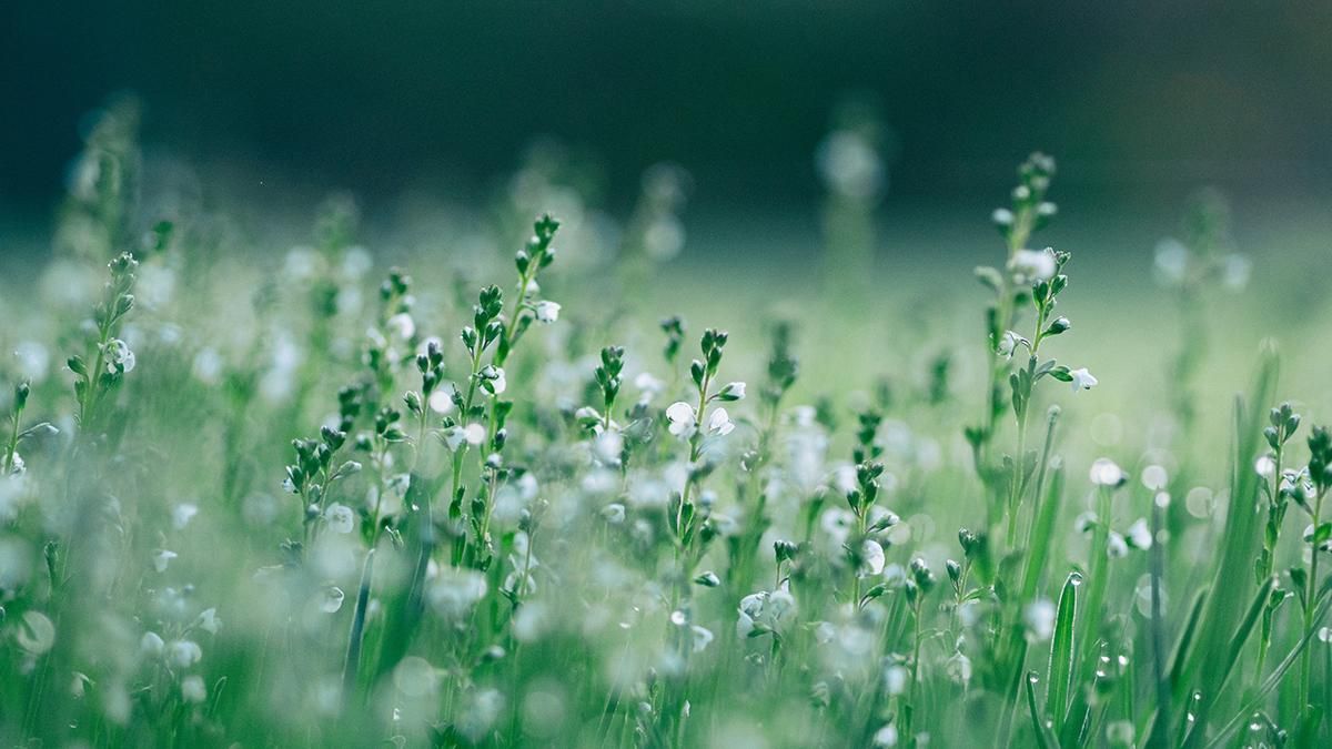 Вчені шукають свідомість у рослин в рамках нового експерименту - Техно Вчені шукають свідомість у рослин в рамках нового експерименту - Техно