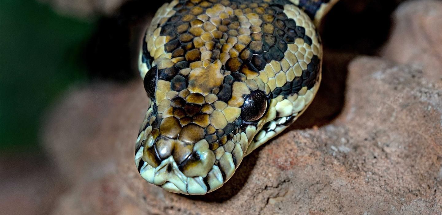 Як уберегтися від укусу змії та що робити, якщо змія укусила Як уберегтися від укусу змії та що робити, якщо змія укусила