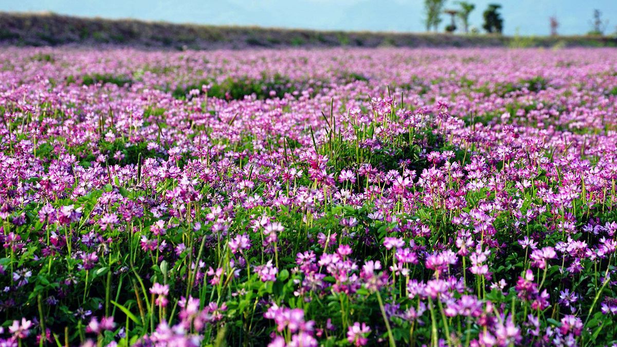 Какое растение рекомендуют высаживать на Марсе первым и почему - Техно Какое растение рекомендуют высаживать на Марсе первым и почему - Техно