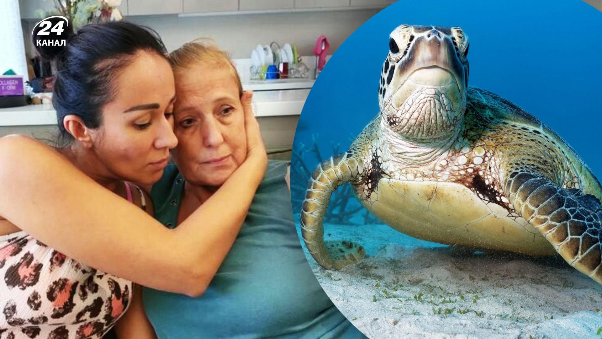 Росіянку покусала черепаха на курорті в Туреччині Росіянку покусала черепаха на курорті в Туреччині