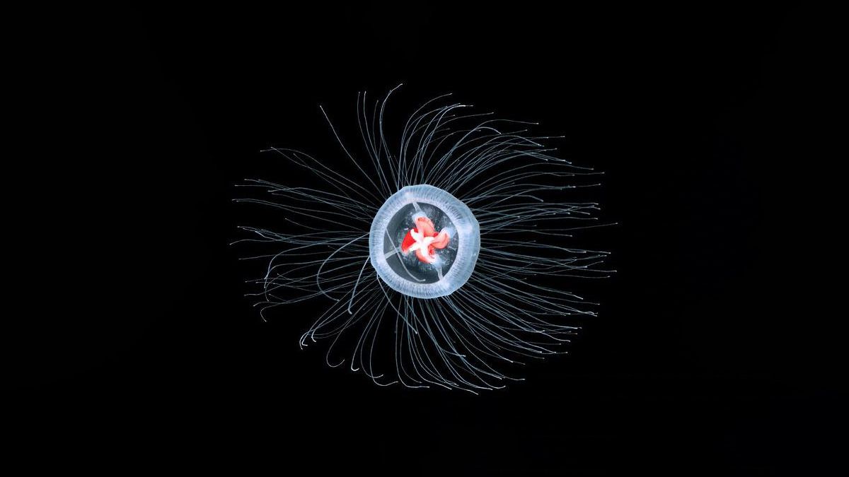 Секрет безсмертя може ховатися в генах мініатюрної медузи - Техно