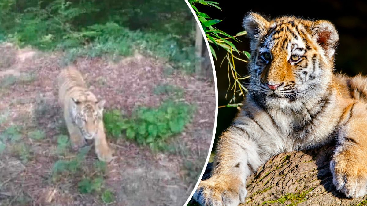 Тигр втік з Закарпаття в Словаччину Тигр втік з Закарпаття в Словаччину