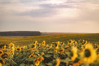 Лето возвращается: когда в Украине ждать потепления и +28 градусов