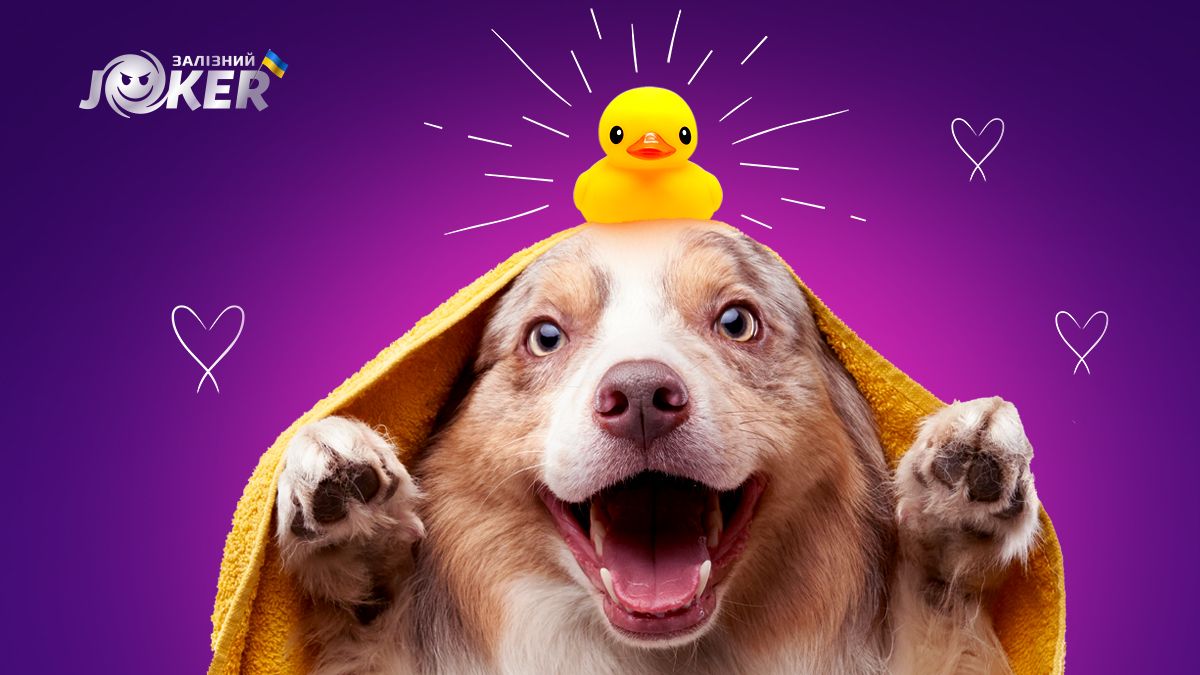 Фронт, де ви можете бути корисним: як допомогти притулкам для тварин, окрім грошей Фронт, де ви можете бути корисним: як допомогти притулкам для тварин, окрім грошей