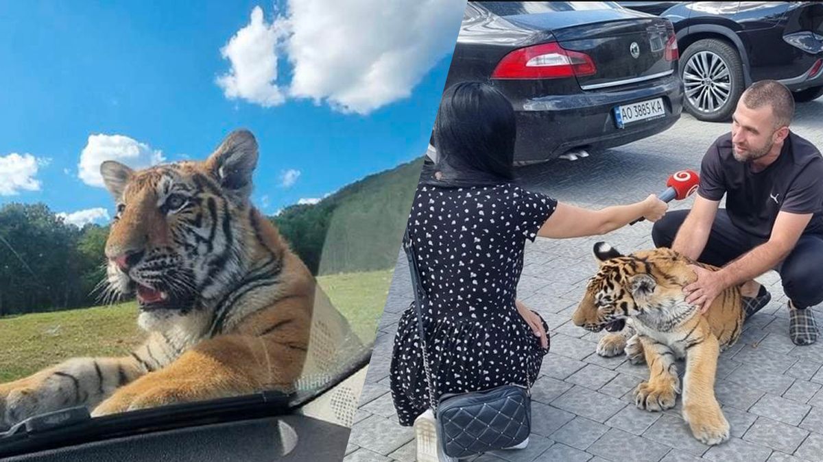 Знайшли тигра, що "втік" у Словаччину