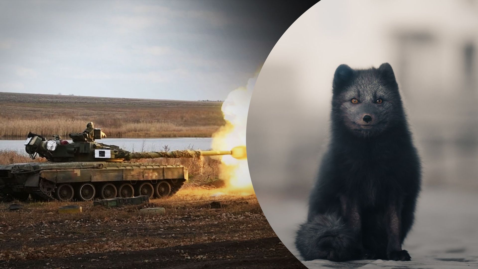 В ОП показали якобы стоящее за взрывами животное на оккупированных территориях В ОП показали якобы стоящее за взрывами животное на оккупированных территориях