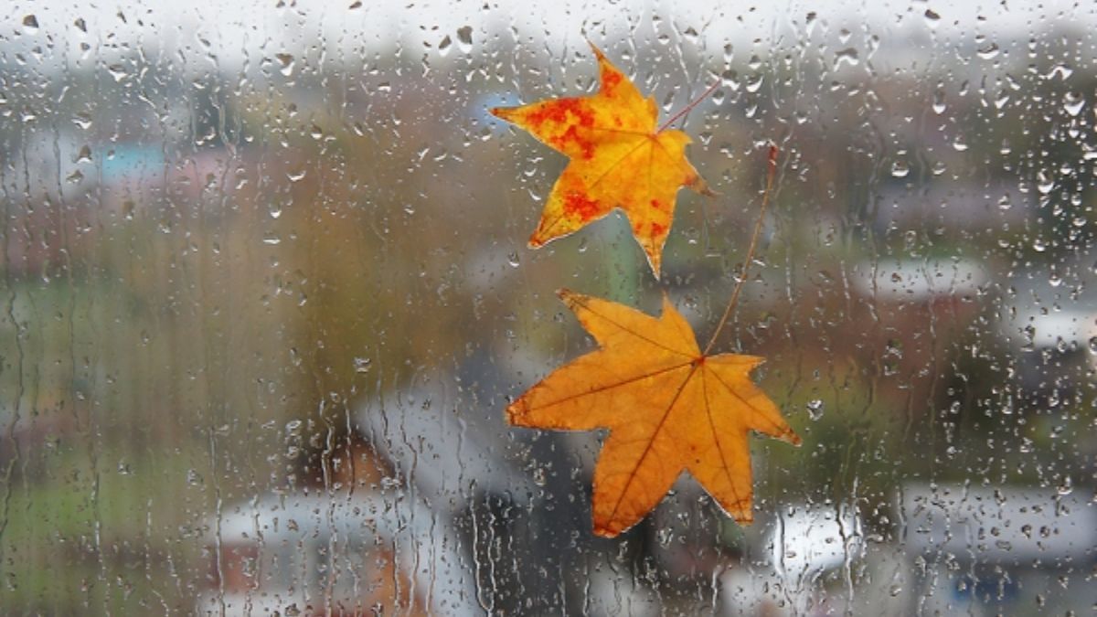 Погода 13 вересня 2022 - будуть дощі та холод - 24 Канал Погода 13 вересня 2022 - будуть дощі та холод - 24 Канал