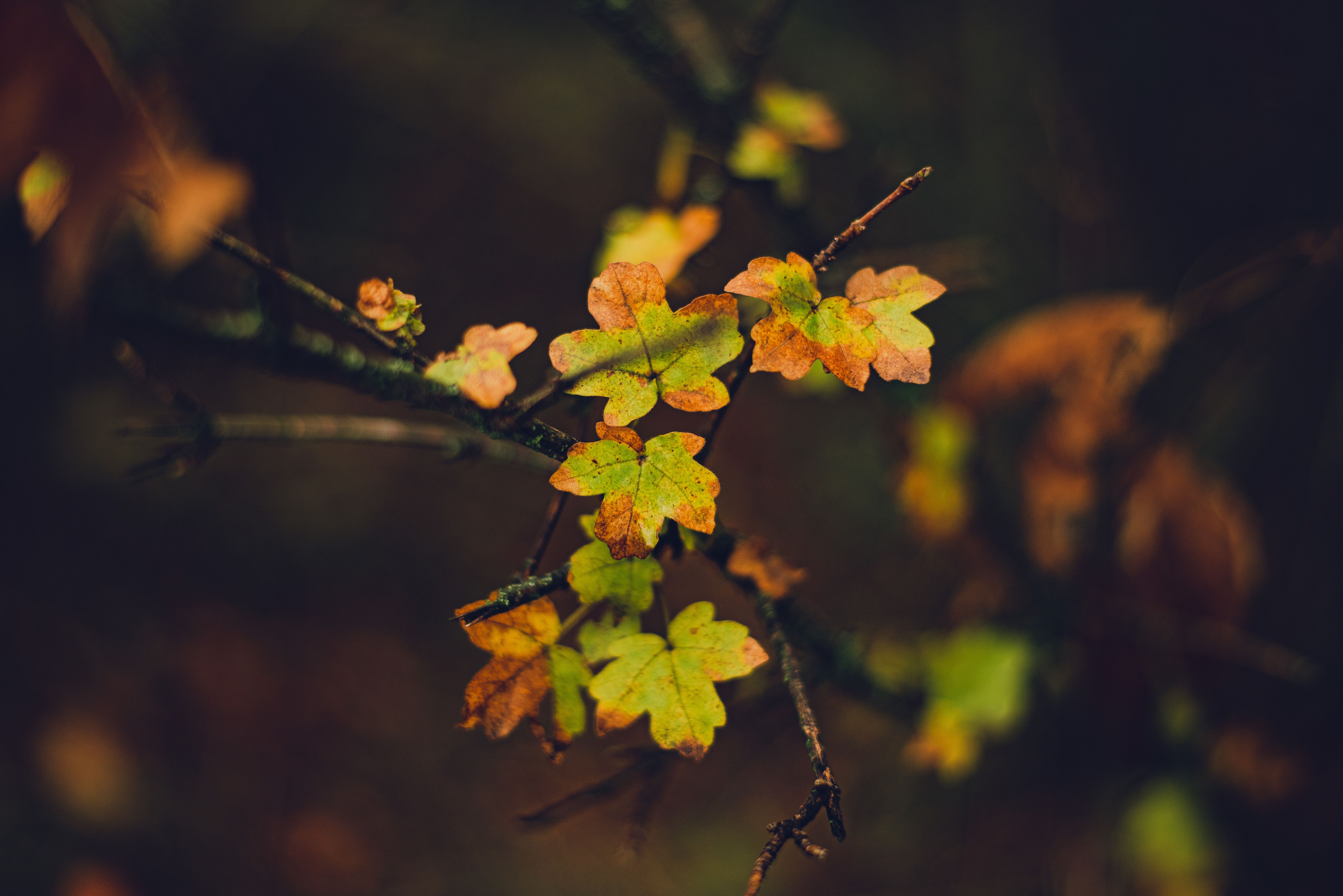 Погода в Украине - синоптики прогнозируют бабье лето с 5 октября Погода в Украине - синоптики прогнозируют бабье лето с 5 октября