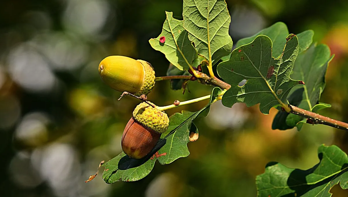 День осеннего равноденствия 2022 года приметы День осеннего равноденствия 2022 года приметы