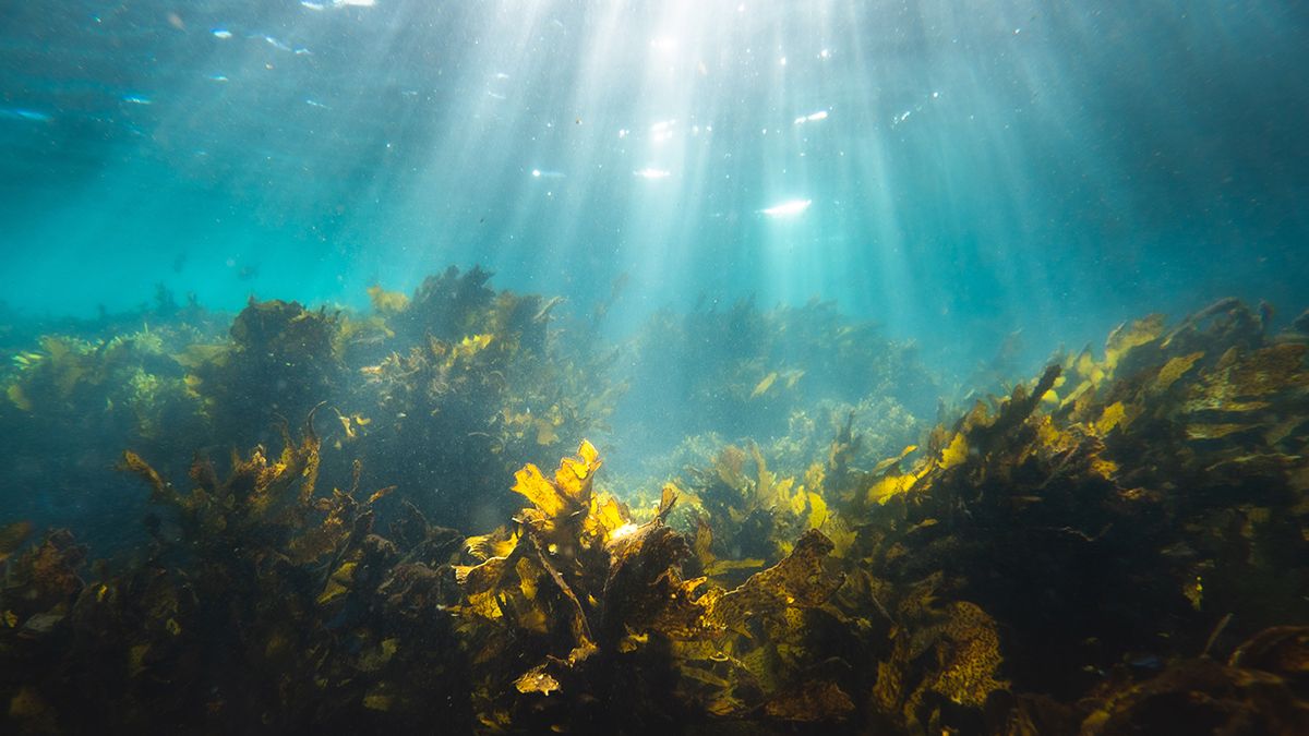 Вчені пропонують звернути увагу на підводні ліси, як можливе рішення проблем людства - Техно