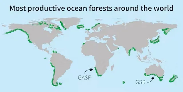 На этой карте показаны наиболее продуктивные подводные леса в мире
