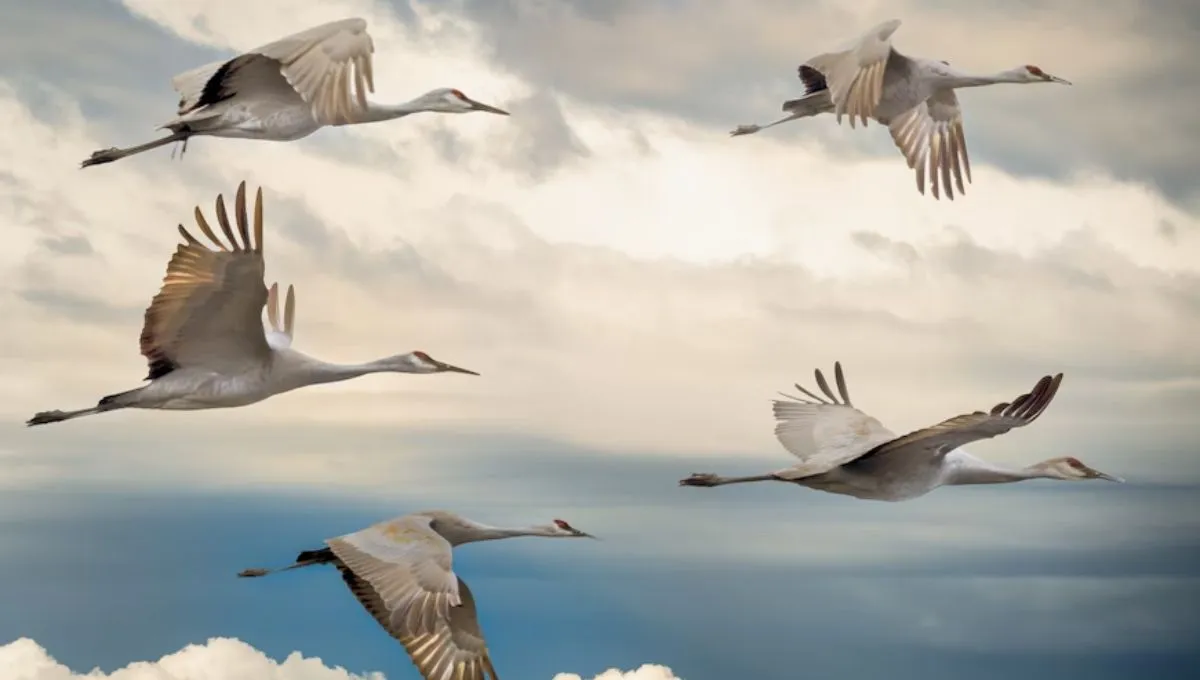 Воздвиження Хреста Господнього прикмети Воздвиження Хреста Господнього прикмети