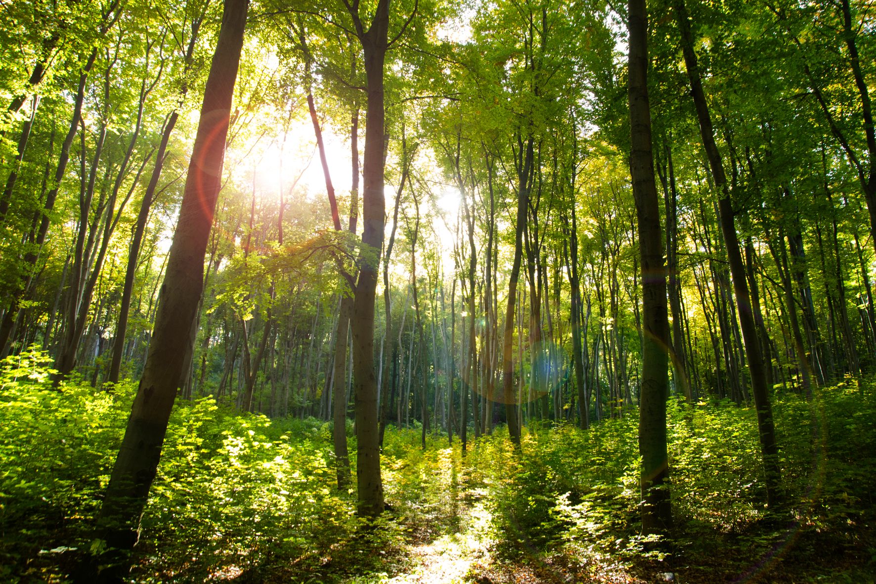 Чоловіки пішли в ліс по гриби і підірвались на мінах Чоловіки пішли в ліс по гриби і підірвались на мінах