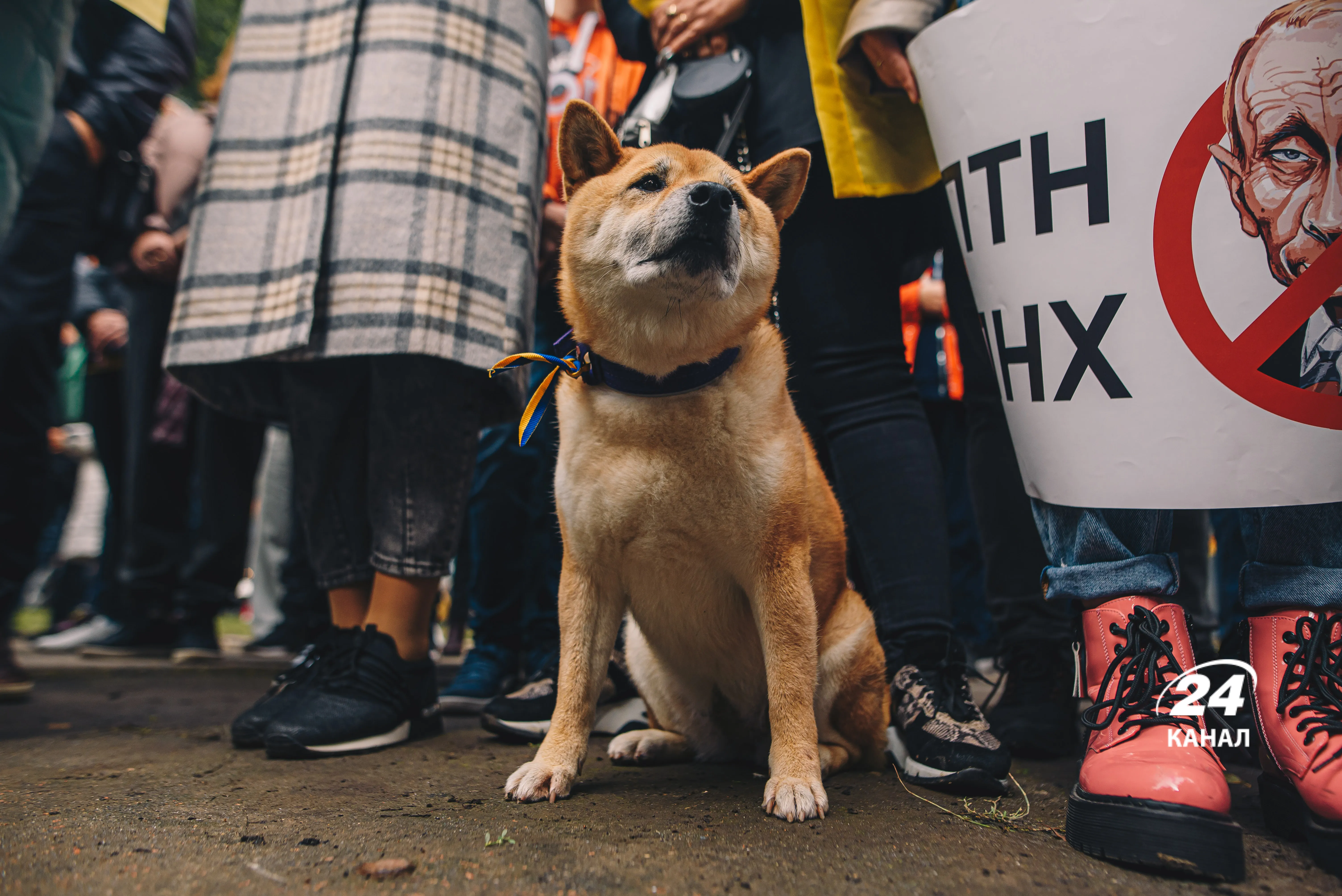 На акцію маріупольці привели домашніх улюбленців На акцію маріупольці привели домашніх улюбленців