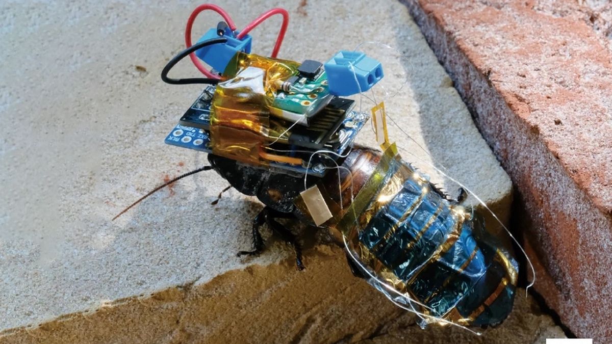 Ученые подключили нервную систему насекомого к электронике и могут ею дистанционно управлять - Техно Ученые подключили нервную систему насекомого к электронике и могут ею дистанционно управлять - Техно