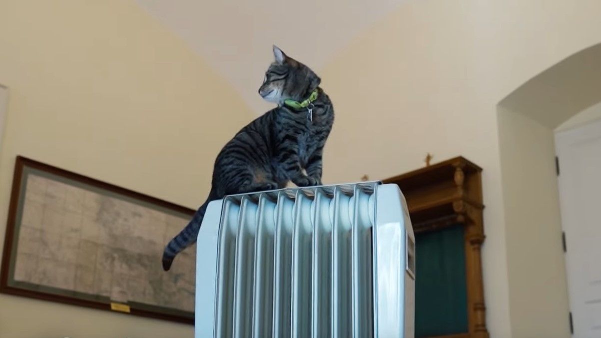 Как не замерзнуть зимой: советы от Левчика и Патрона Как не замерзнуть зимой: советы от Левчика и Патрона