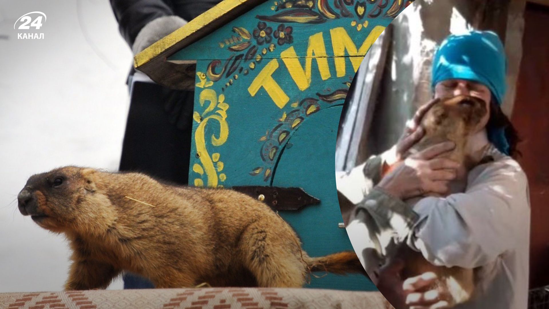 Бабак Тимко живий - як себе почуває пухнастий віщун погоди, який був під окупацією Бабак Тимко живий - як себе почуває пухнастий віщун погоди, який був під окупацією