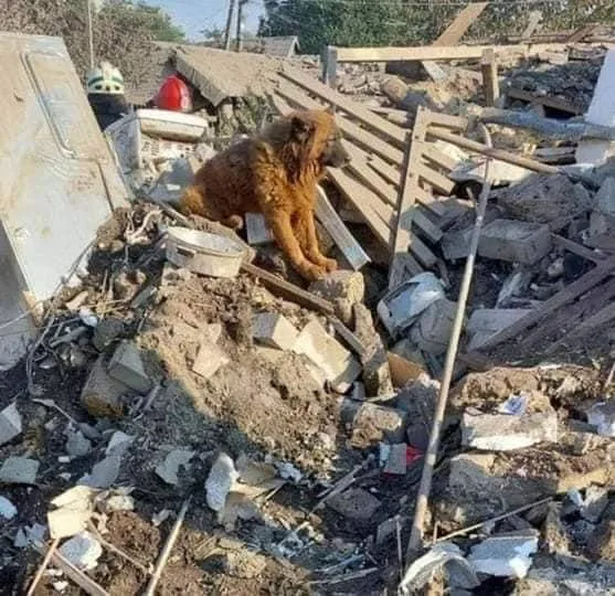 Пес Крим, якого знайшли на місце обстрілу у Дніпрі Пес Крим, якого знайшли на місце обстрілу у Дніпрі