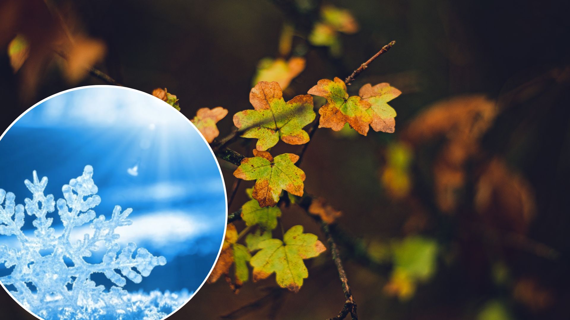 Погода в Україні - в одній області у жовтні прогнозують кілька днів снігу Погода в Україні - в одній області у жовтні прогнозують кілька днів снігу