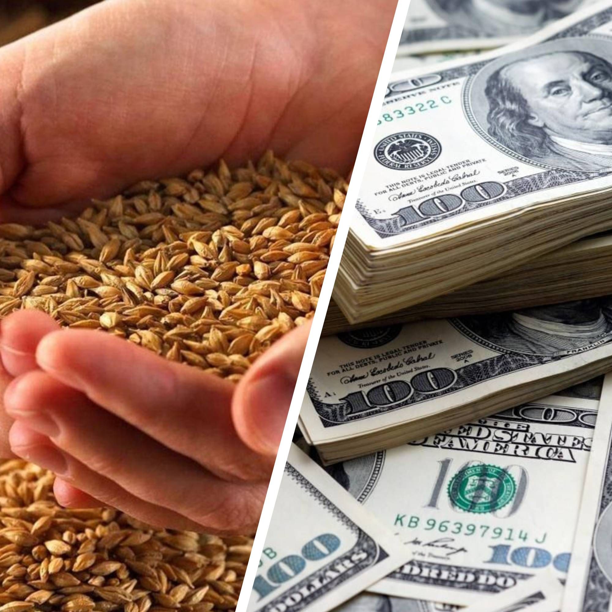 Українське зерно - скільки Росія заробила на краденому українському зерні 
