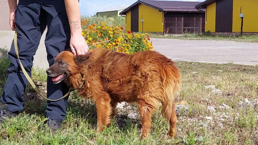 Собака Крым восстанавливается после ракетного удара