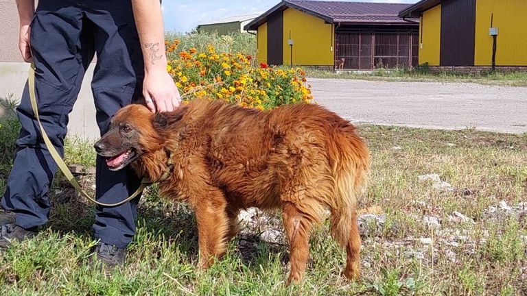 Собака Крим відновлюється після ракетного удару