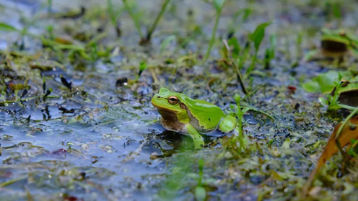 Самець східної жаби Святого Антонія в Чорнобилі