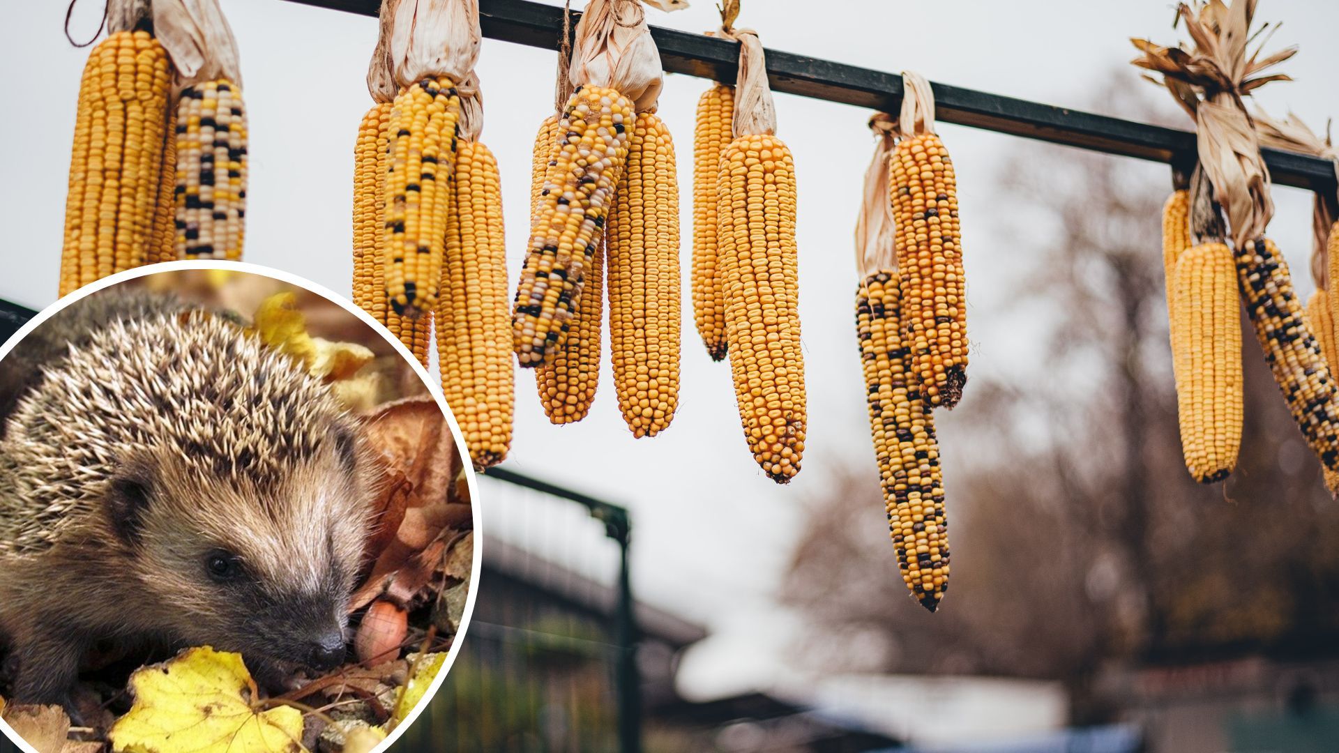 Погода в Україні - синоптики попередили про аномальне потепління Погода в Україні - синоптики попередили про аномальне потепління