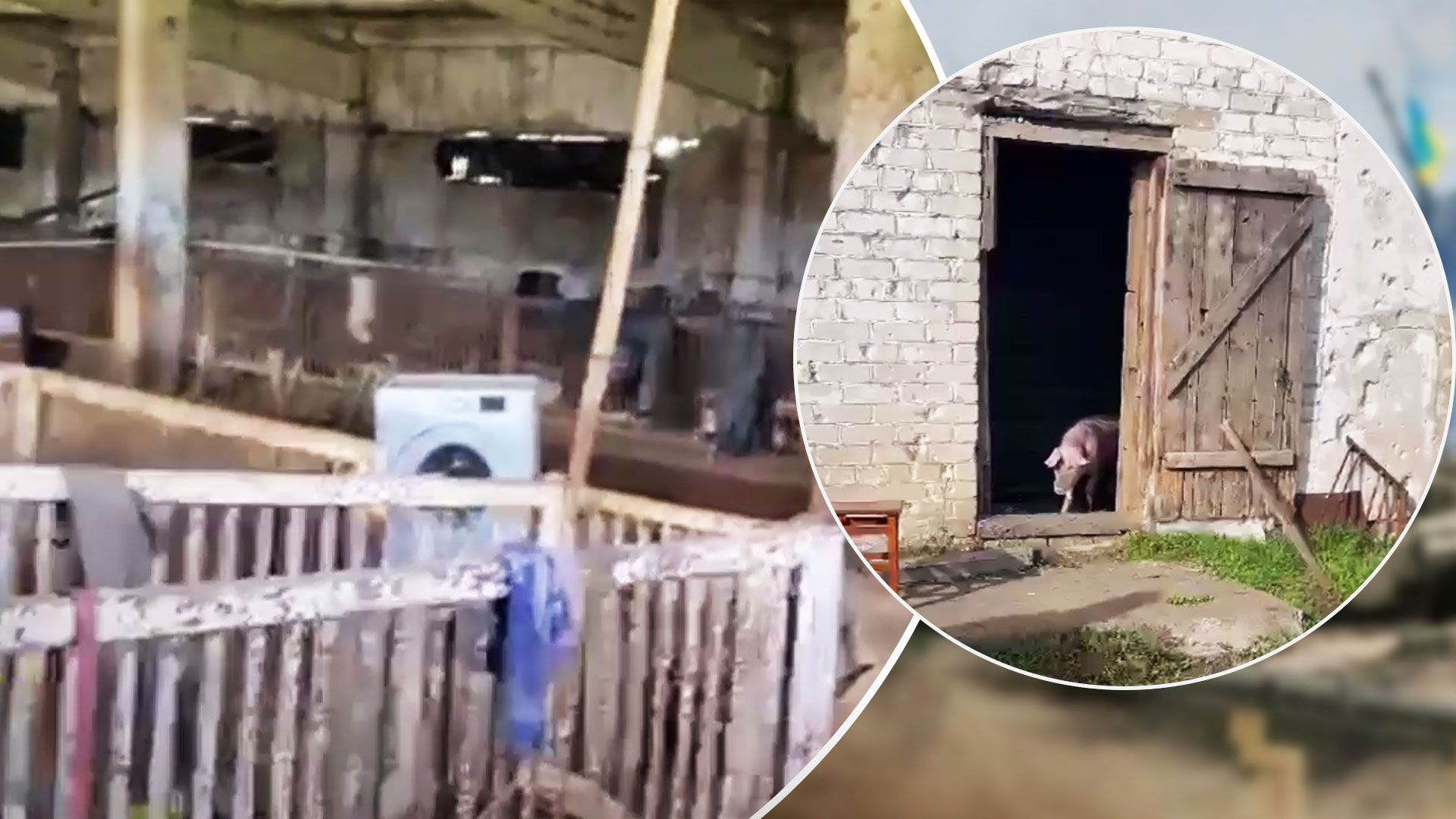 Окупанти в Любимівці на Херсонщині жили зі свинями - 24 Канал Окупанти в Любимівці на Херсонщині жили зі свинями - 24 Канал