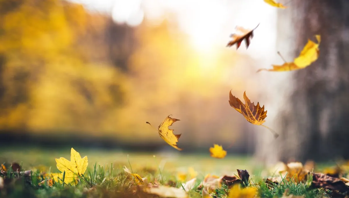 Покрови Пресвятої Богородиці - прикмети та заборони Покрови Пресвятої Богородиці - прикмети та заборони